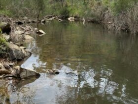 Ningee Nimbell creek Nature Camp