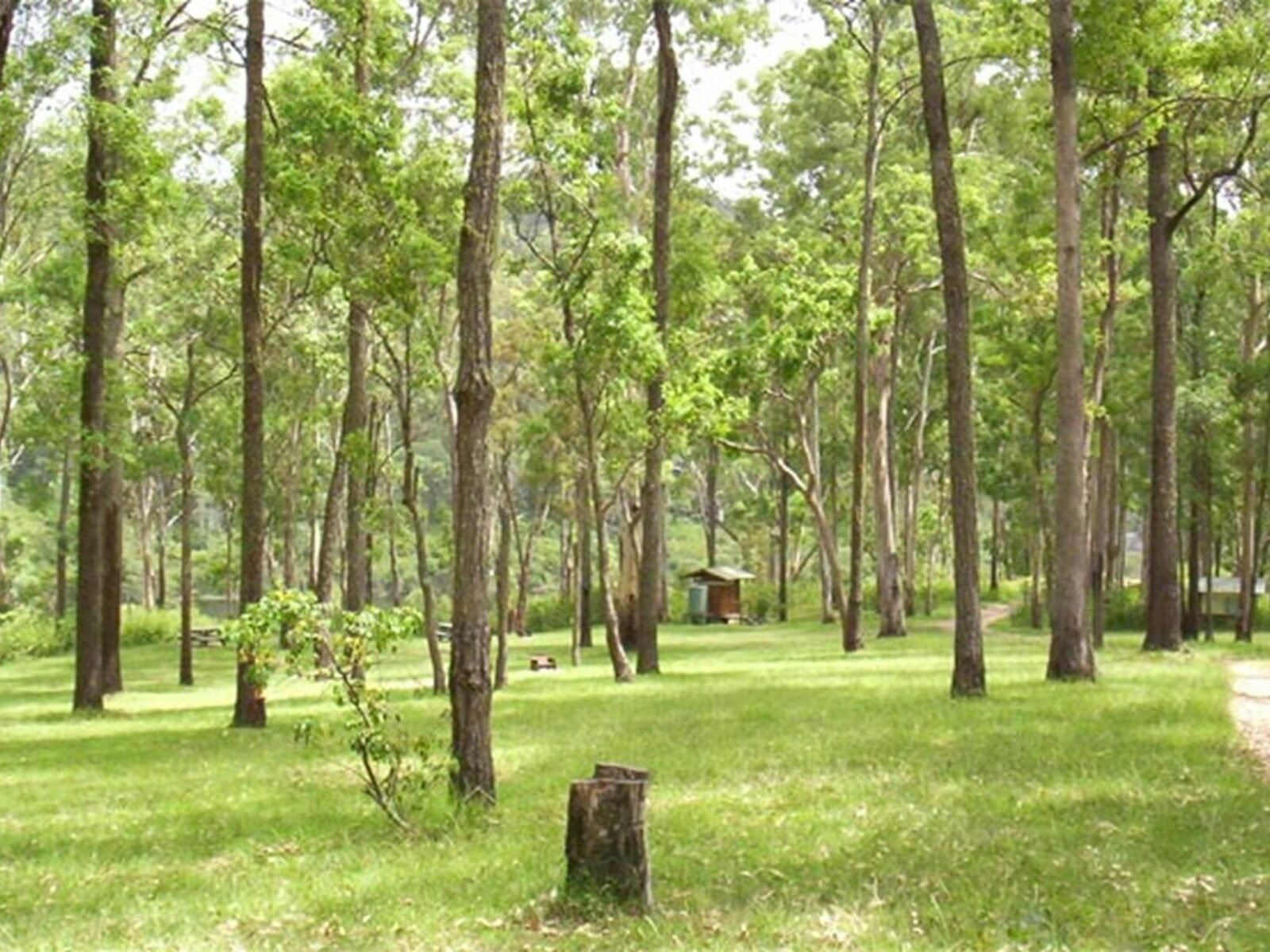 Nymboida River campground, Nymboida National Park. Photo: D Redman/NSW Government