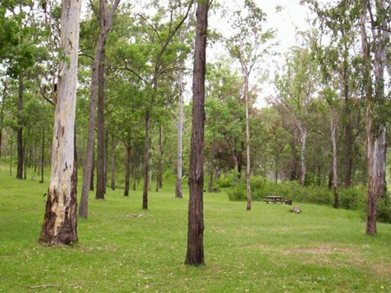 Nymboida River campground, Nymboida National Park. Photo: D Redman/NSW Government