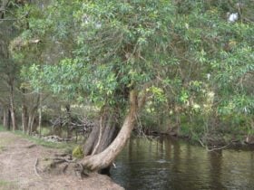River Front Campsites