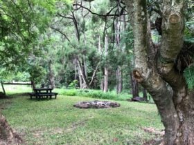 Roseberry Creek Beef Cattle Farm