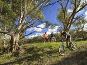 A group of 3 cyclists riding along the Murrumbidgee River