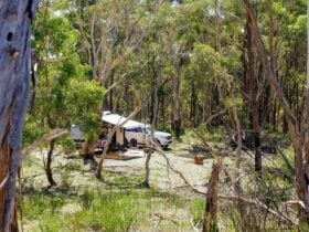 Scribbly Gum secluded bush camping