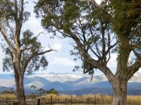 Shearers Cottage
