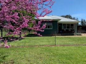 The outside of Shelduck Cottage with a bight pink blossoming tree and green grass.