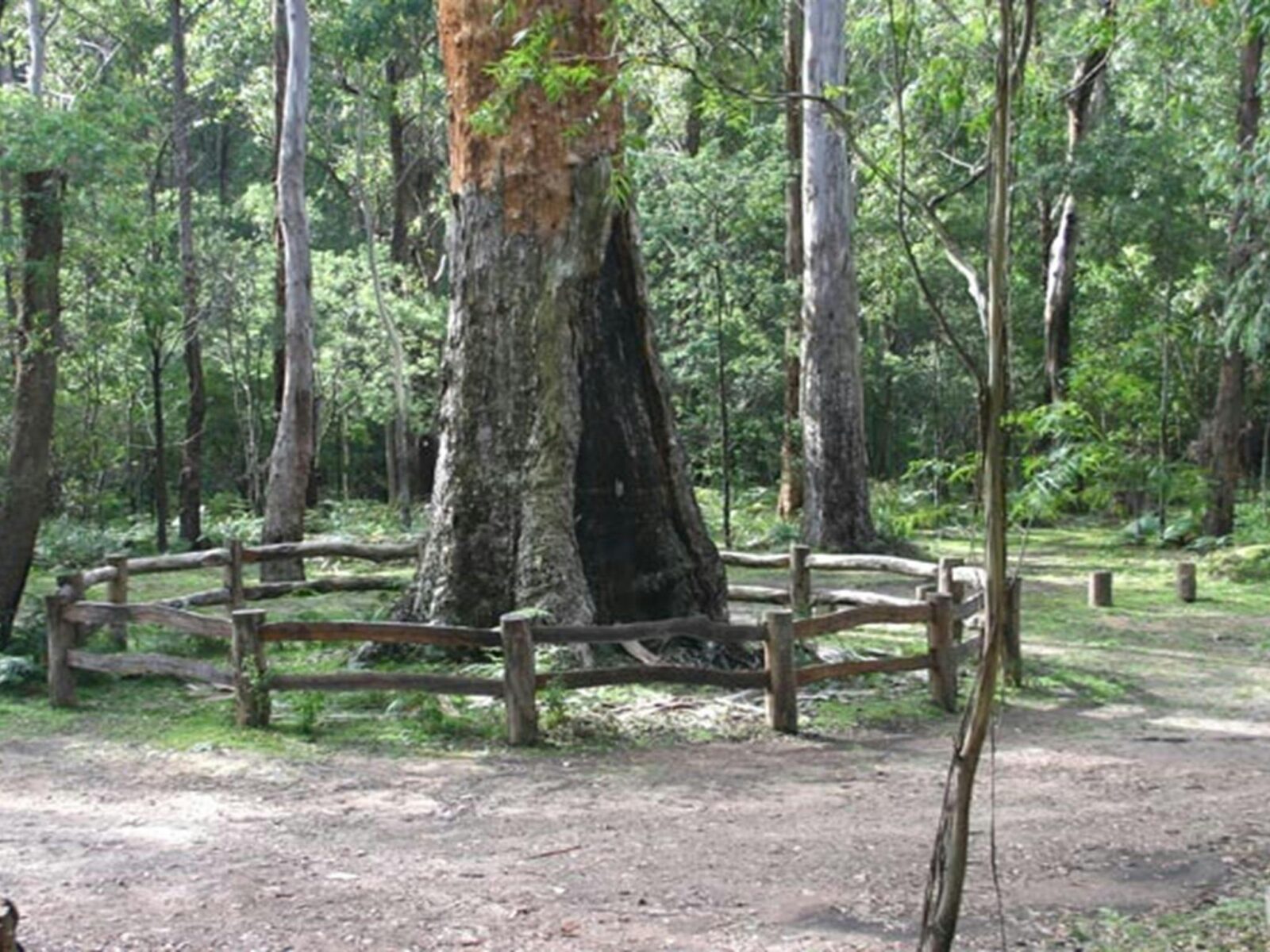 Six Mile Creek campground, South East Forest National Park. Photo credit: David Costello © DPIE