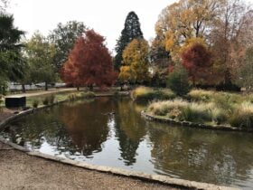 The view of Cook Park from the studio