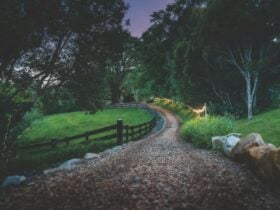 Driveway at night, with fairy lights, trees and a paddock