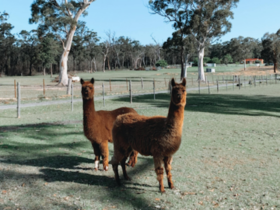 Our beautiful alpacas