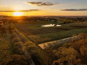 Drone vineyard photo