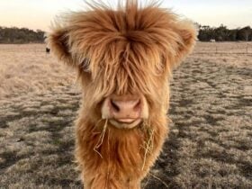 Fluffy highland cow