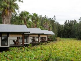 4 boathouses situated on a lush green lotus pond with palm trees in the background