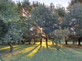 THE MEADOW
