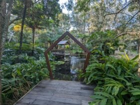 Central billabong and seating area surrounded by ferns and sub tropical gardens