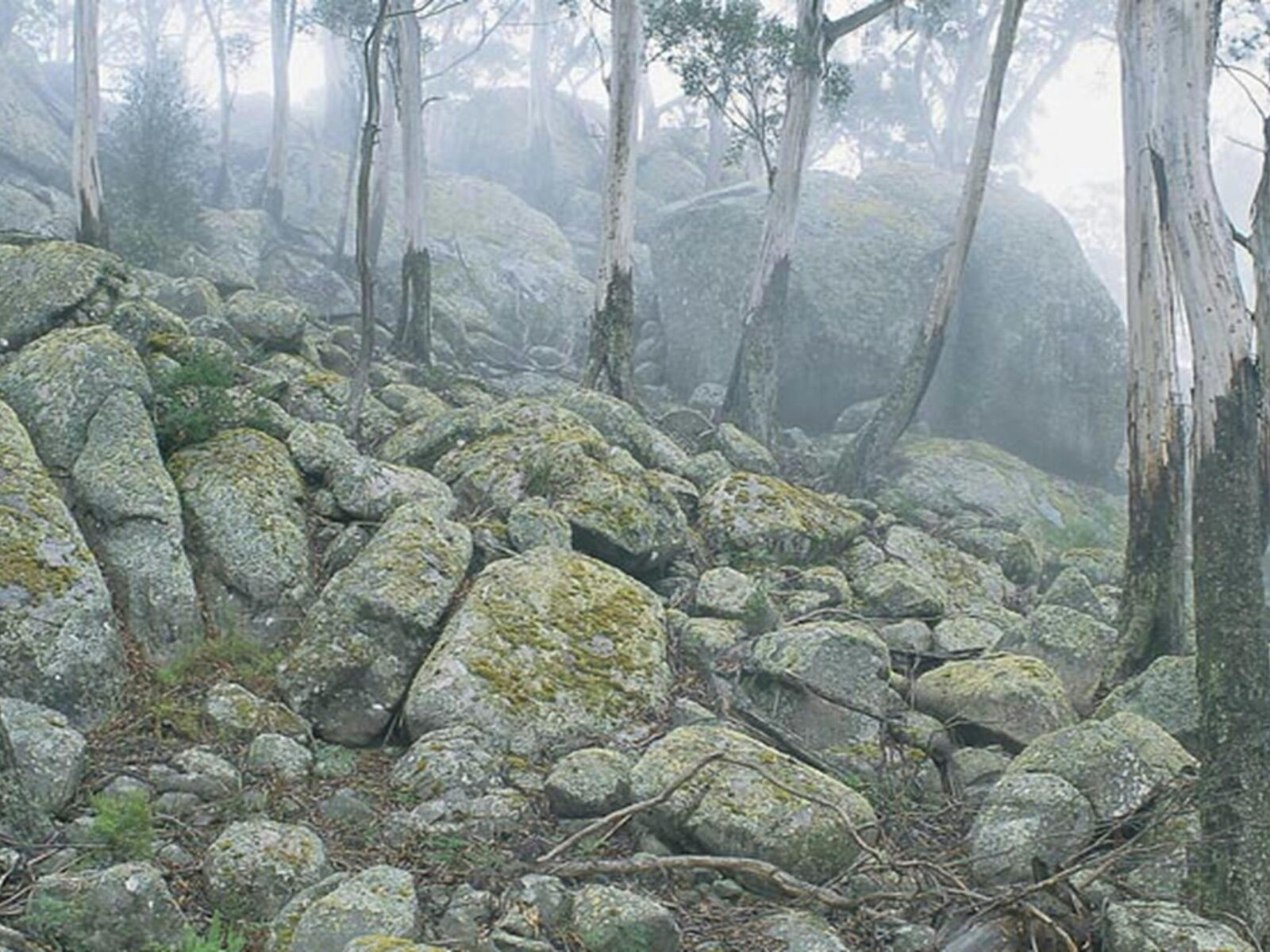 Waratah Gully campground, South East Forest National Park. Photo credit: Michael van Ewijk ©