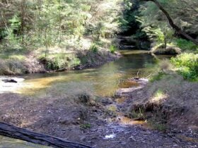 Wheeny Creek campground, Wollemi National Park. Photo: OEH