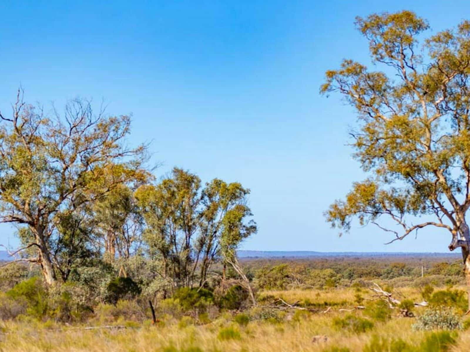 Cypress in Koonaburra National Park. Photo: Joshua Smith © DPE