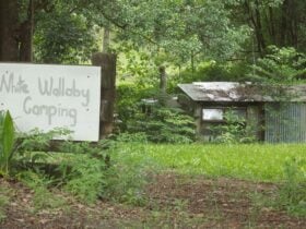 White Wallaby Farm