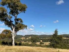 Windawalla