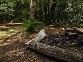 Wombat Creek campground, Barrington Tops National Park. Photo: John Spencer/NSW Government