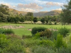 Wombat Willows
