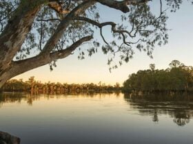 Sunset on the Murray River, Murray Valley National Park. Photo: John Spencer/OEH