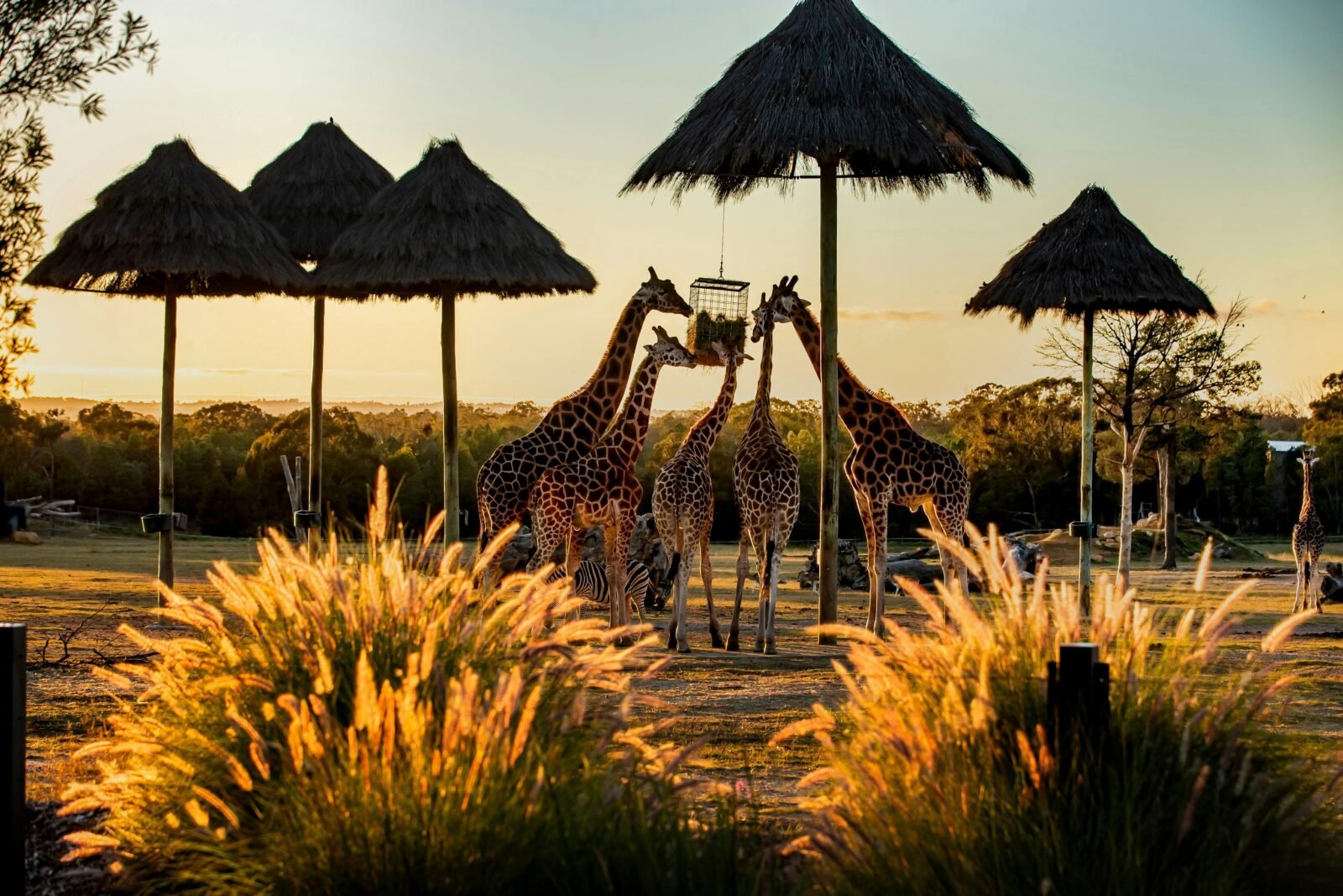 Zoofari Lodge, Taronga Western Plains Zoo, Dubbo
