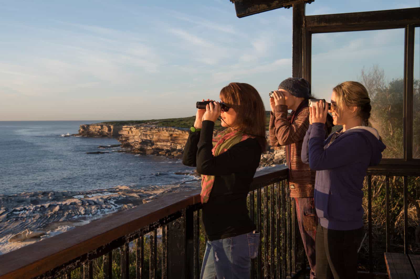 Whale watching at Cape Solander