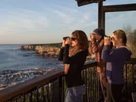 Whale watching at Cape Solander