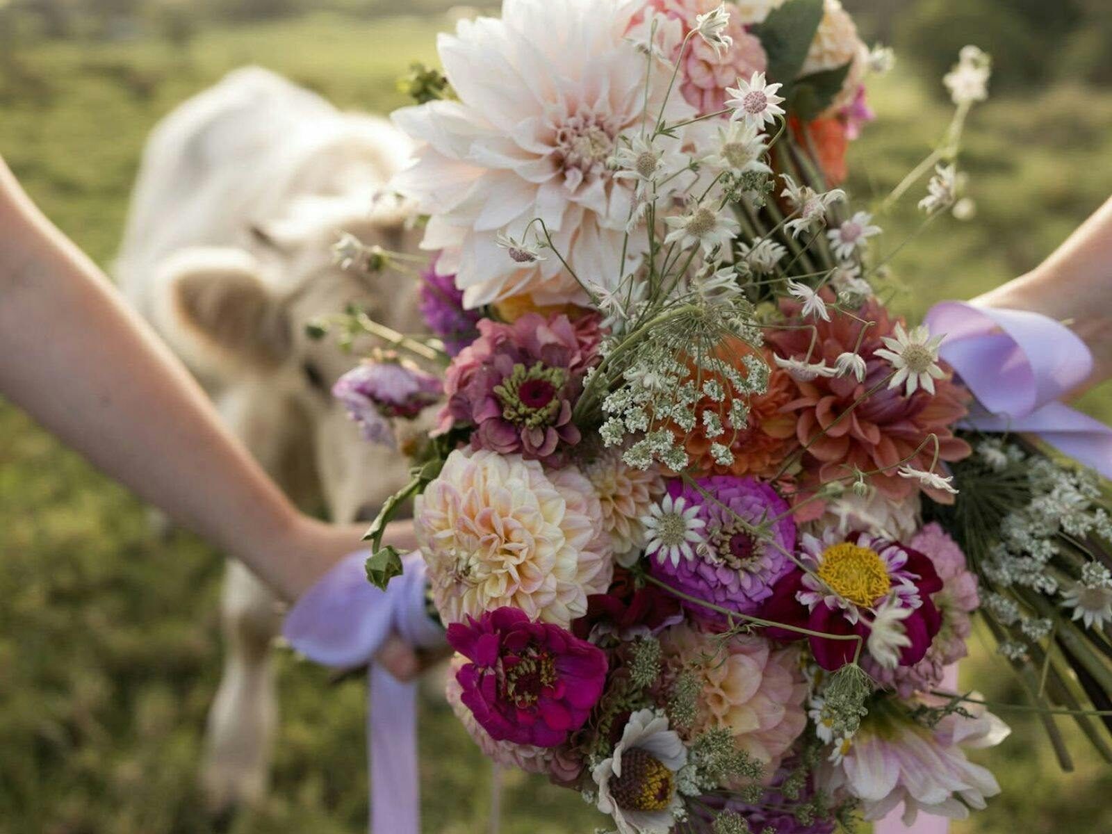 Bouquet of white, pink and purple flowers in front of a white highland calf
