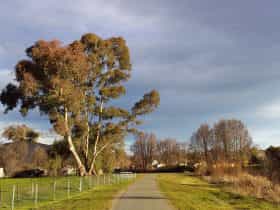 Adelong Falls Walk looking back towards town