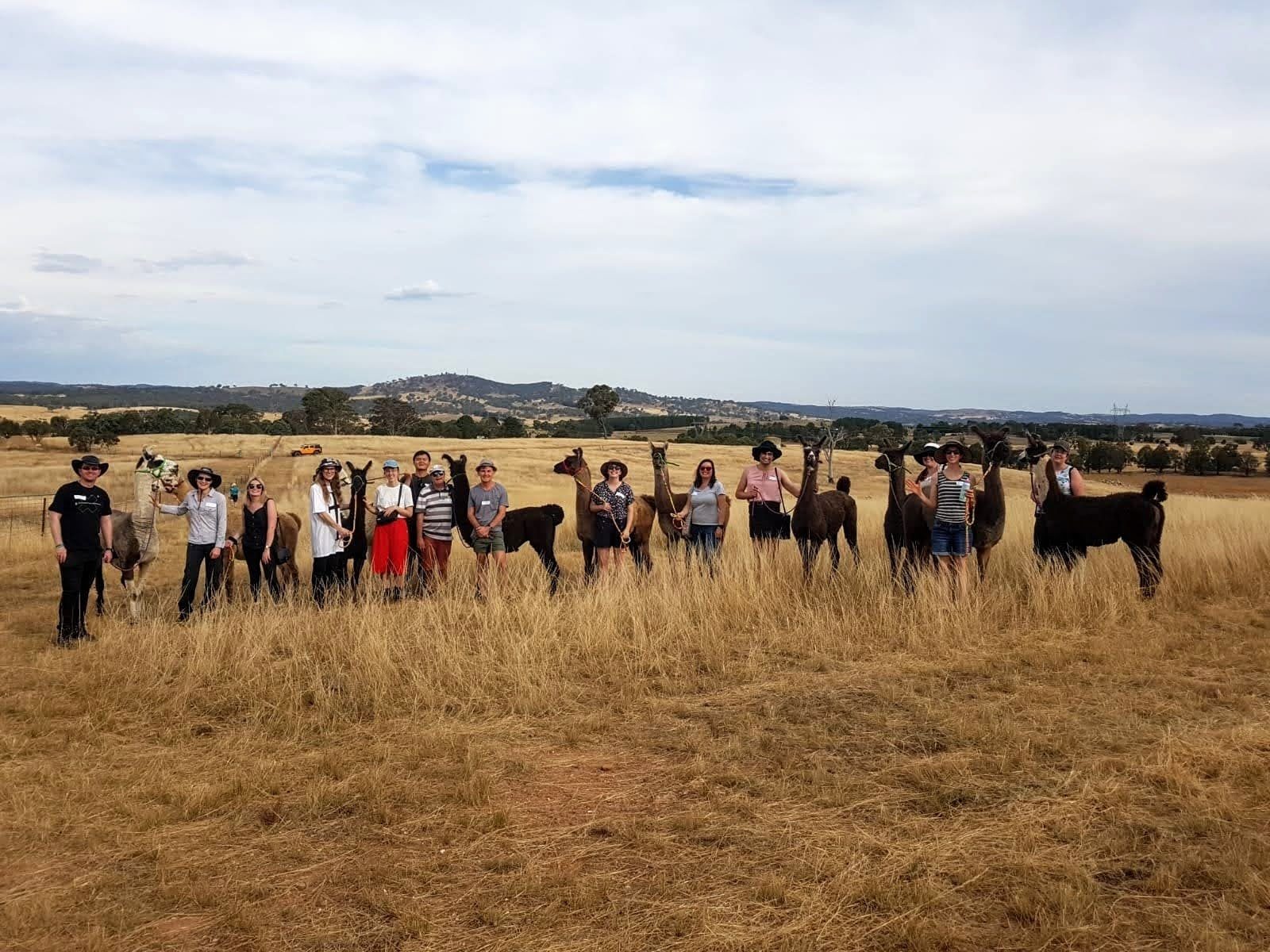 A group of people standing in a line in a paddock, with each person holding the lead of a llama.
