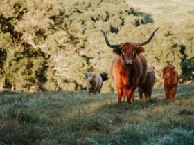 Highland Cow Blossum with Baby Daisy