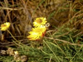 Paper Daisies, Gardens of Stone National Park. Photo: R Nicolai/NSW Government