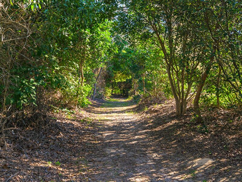 Path from picnic area to beach through thick coastal vegetation. Photo: Jessica Robertson/OEH.