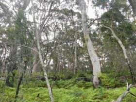 Bakers Flat picnic area, Lane Cove National Park. Photo: Debbie McGerty © OEH