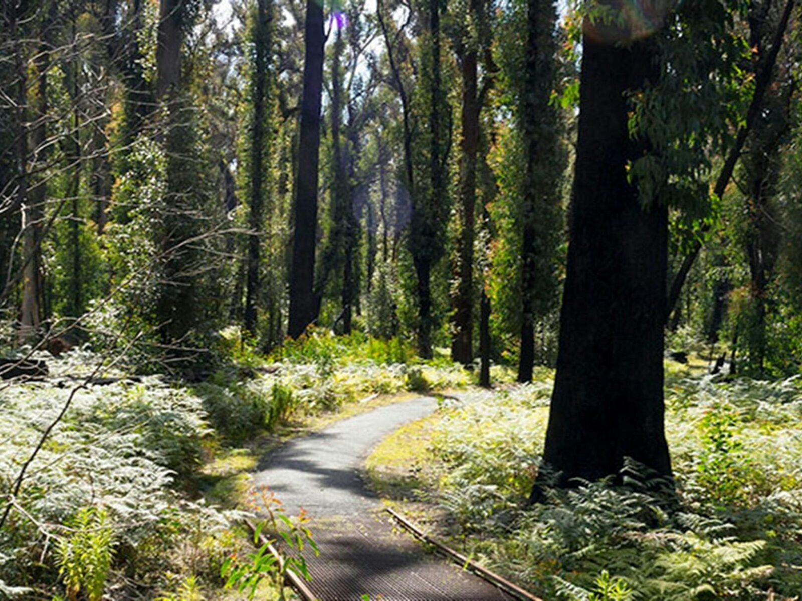 Bungoona walking track, Bald Rock National Park. Photo: Leah Pippos © DPIE