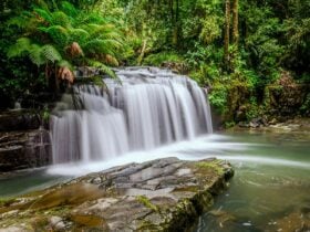 Barrington Tops NP