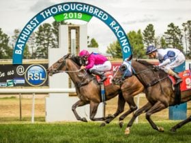 Horse Race
