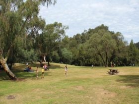 Green grass and trees in Bents Basin Road picnic area. Photo: John Yurasek © OEH