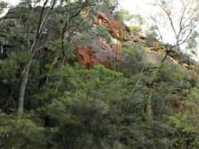 Rhodophyta, Gardens of Stone National Park. Photo: R Nicolai/NSW Government