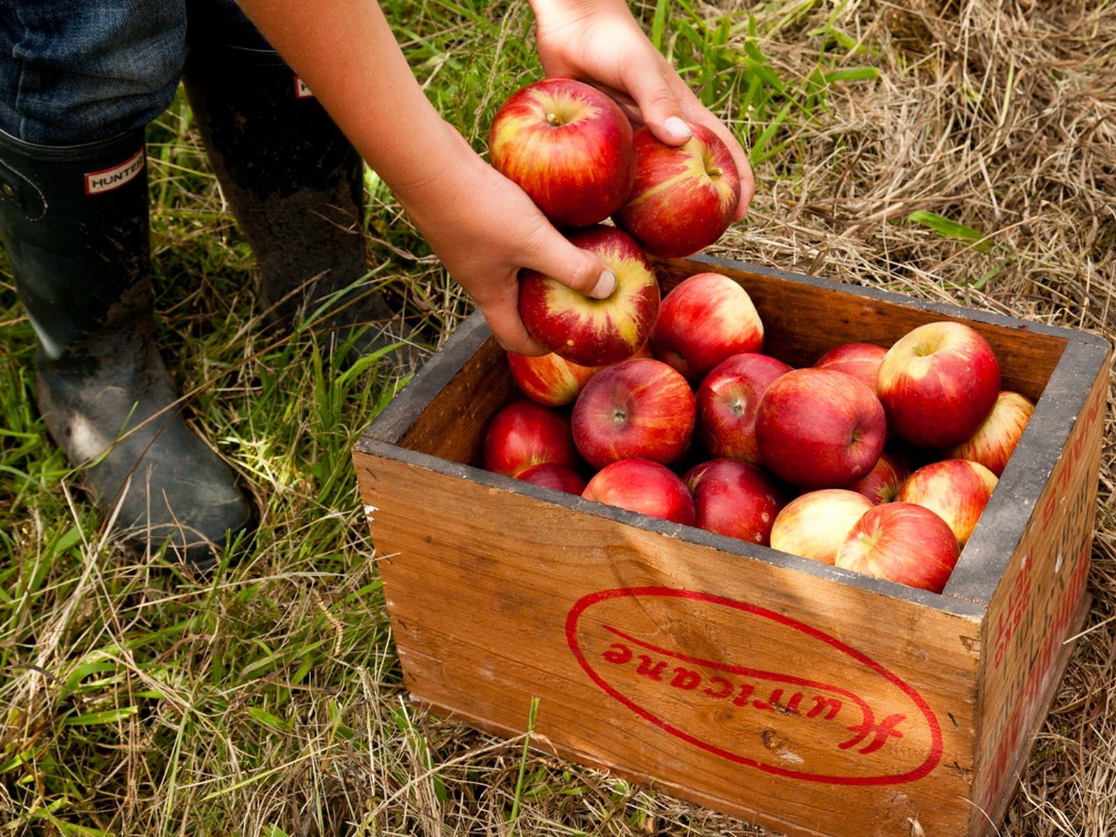 Shields Orchard