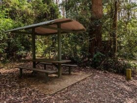Bird Tree picnic area, Middle Brother National Park. Photo: John Spencer/NSW Government