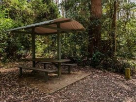 Bird Tree picnic area, Middle Brother National Park. Photo: John Spencer/NSW Government