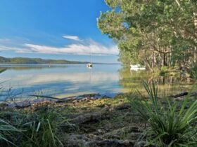 Black Oaks picnic area, Myall Lakes National Park. Photo: John Spencer