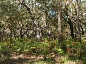 Blackbutt picnic area, Crowdy Bay National Park. Photo: Debby McGerty © OEH