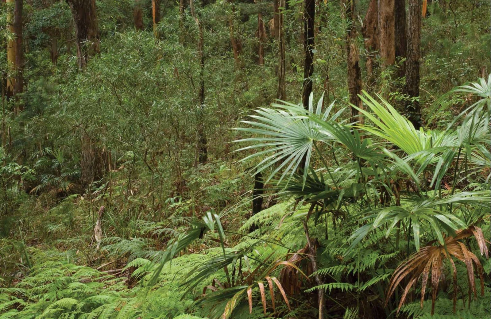 Booti Hill walking track. Photo: Ian Brown