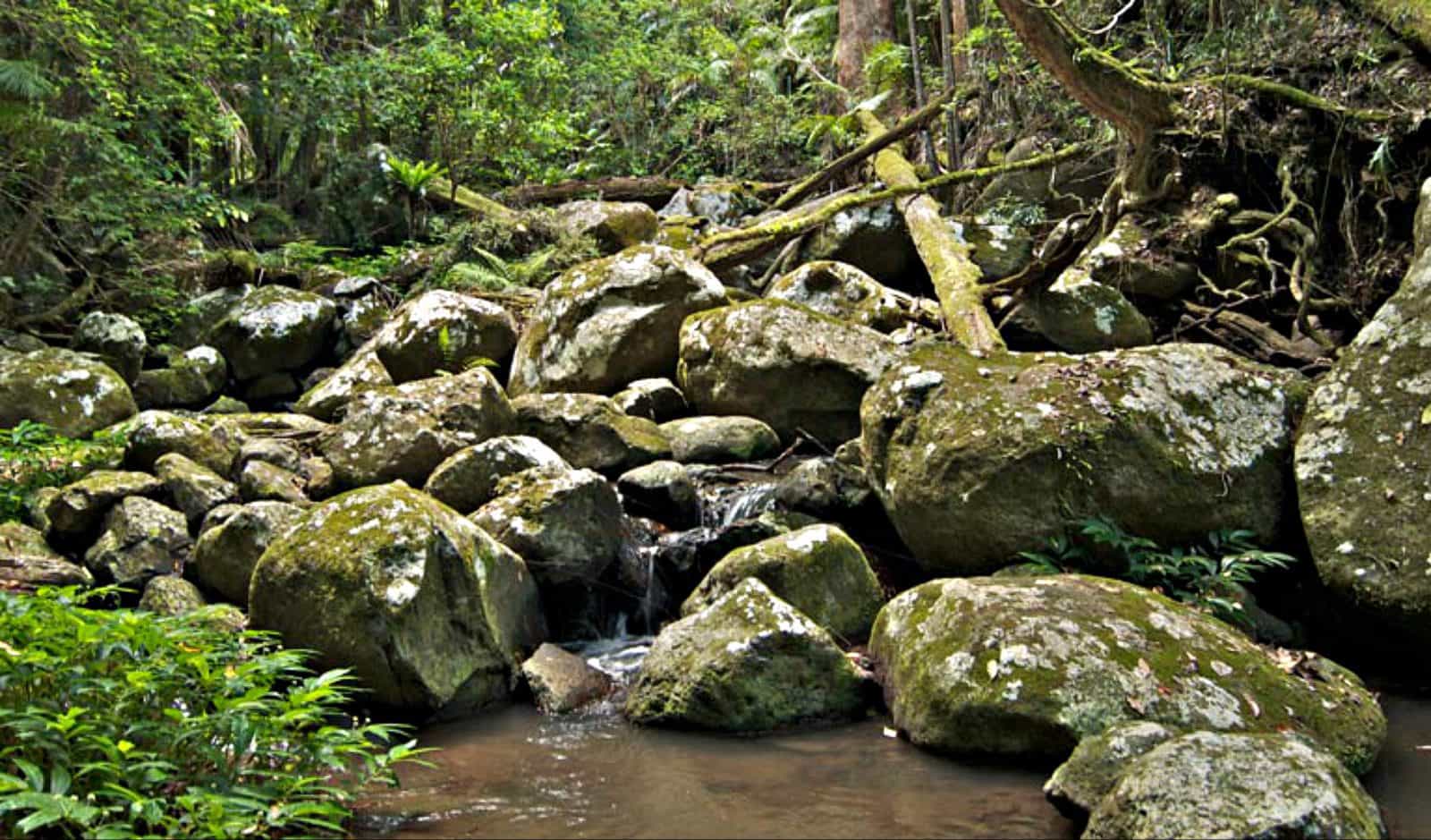 Rocks beside Booyong walk. Photo: John Spencer