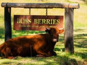 Boss Berries Entry