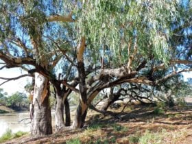 Bourke Fishing Reserve
